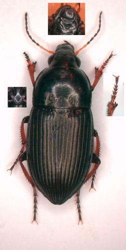 Amara fulvipes